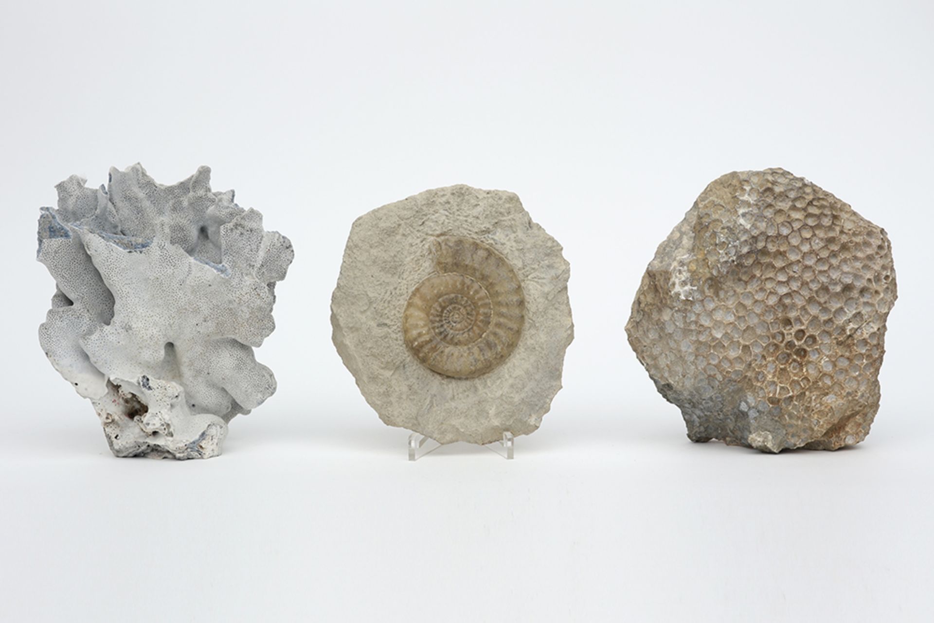 lot with a fossilised spunck coral, an ammonite and a piece of blue coral || Lot van een