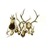 collection of small and larger hunting trophees (antlers) || Lot van 13 grote en kleine