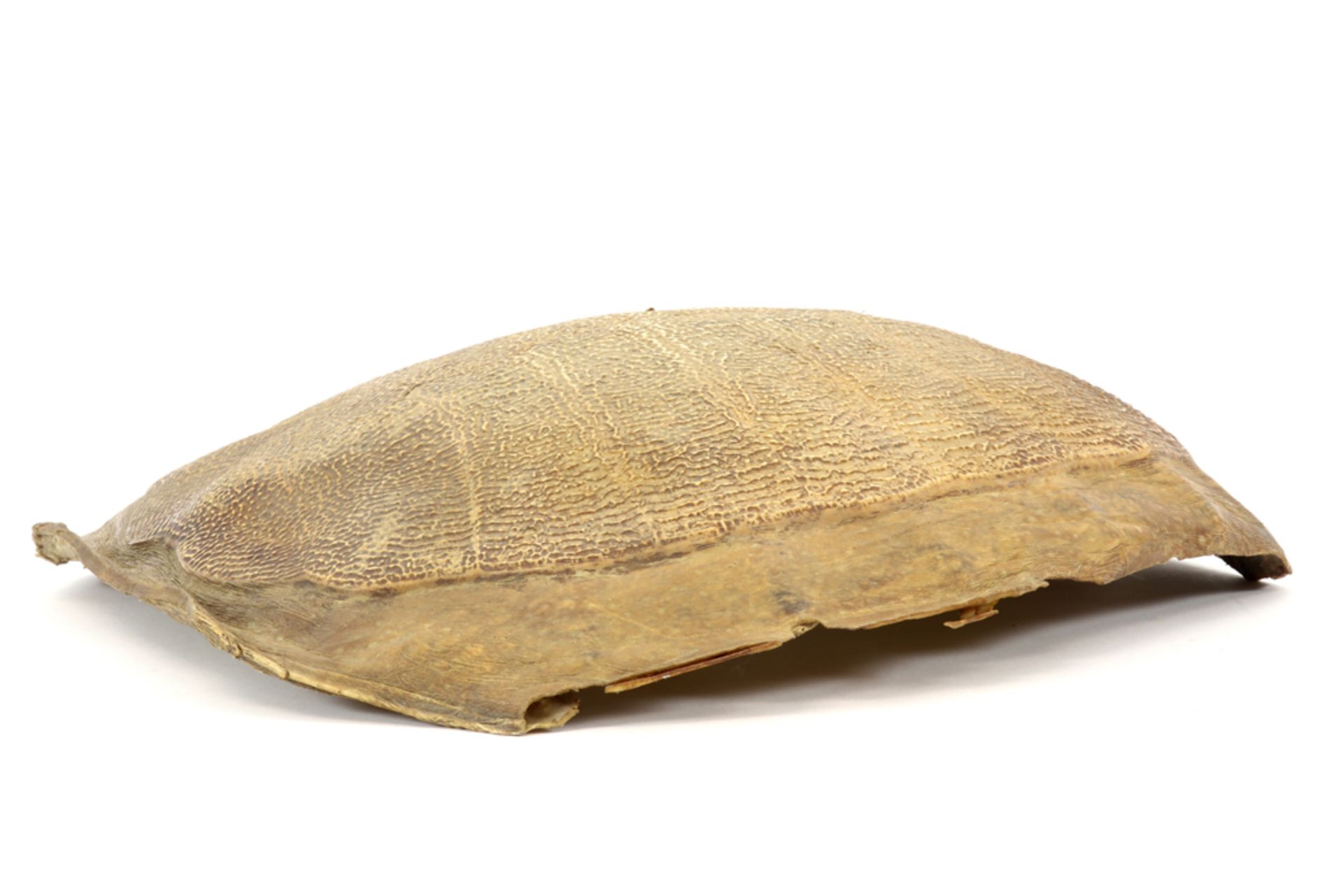 shell of a tortoiseshell || Schild van een schildpad - 43 x 42 cm - Image 3 of 3