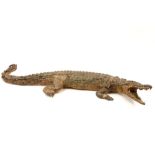 Taxidermy : 124 cm long crocodile || Taxidermie : opgezette krokodil met een lengte van 124 cm (x 46