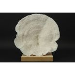 quite a big piece of coral - on stand || Vrij groot stuk koraal - 42 x 46 cm - op houten sokkel