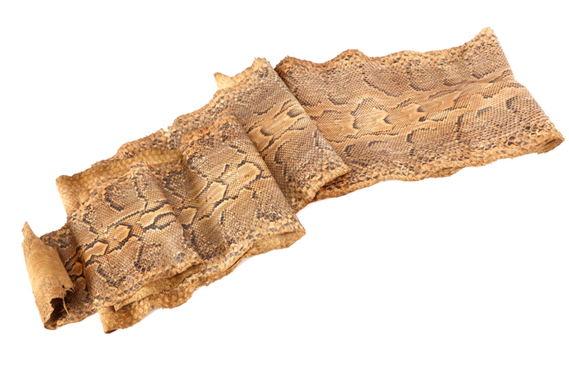 taxidermy : large snake's skin || Taxidermie van ca 1930 : groot slangenvel - lengte : ca 380 cm