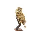 taxidermy : stuffed owl || Taxidermie : opgezette uil - hoogte : 37 cm