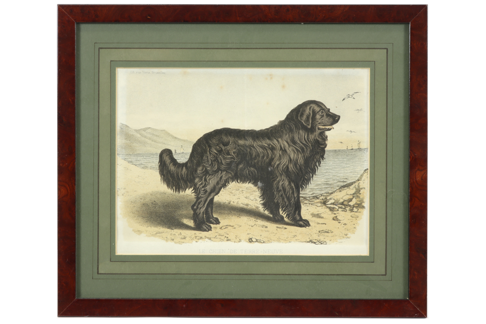 eight old prints in colors each with the depiction of a dog || Lot van acht oude kleurgravures - Image 6 of 9