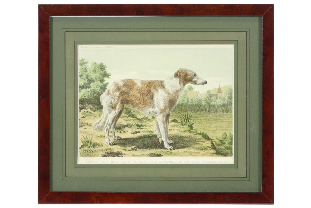 eight old prints in colors each with the depiction of a dog || Lot van acht oude kleurgravures - Image 3 of 9