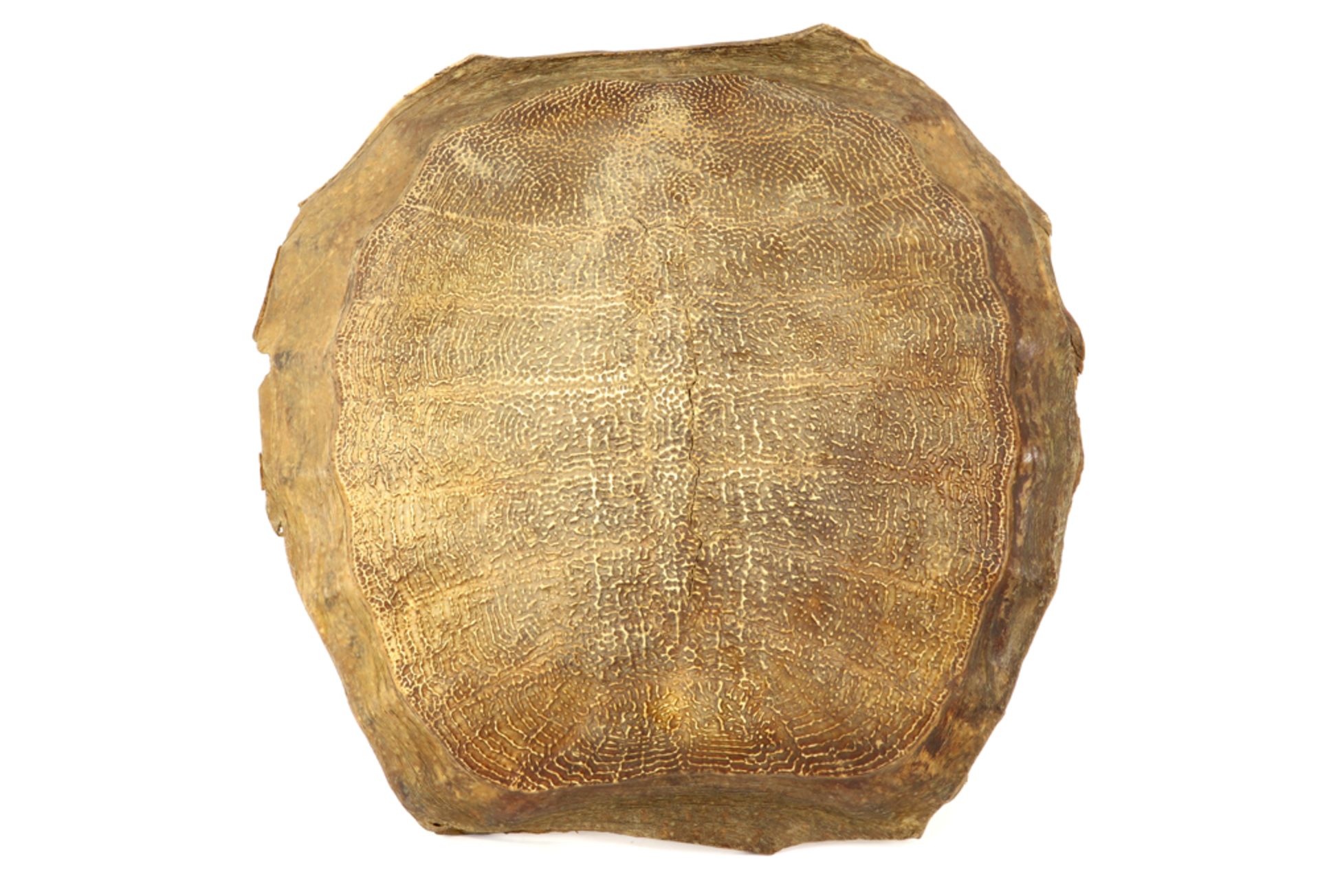 shell of a tortoiseshell || Schild van een schildpad - 43 x 42 cm