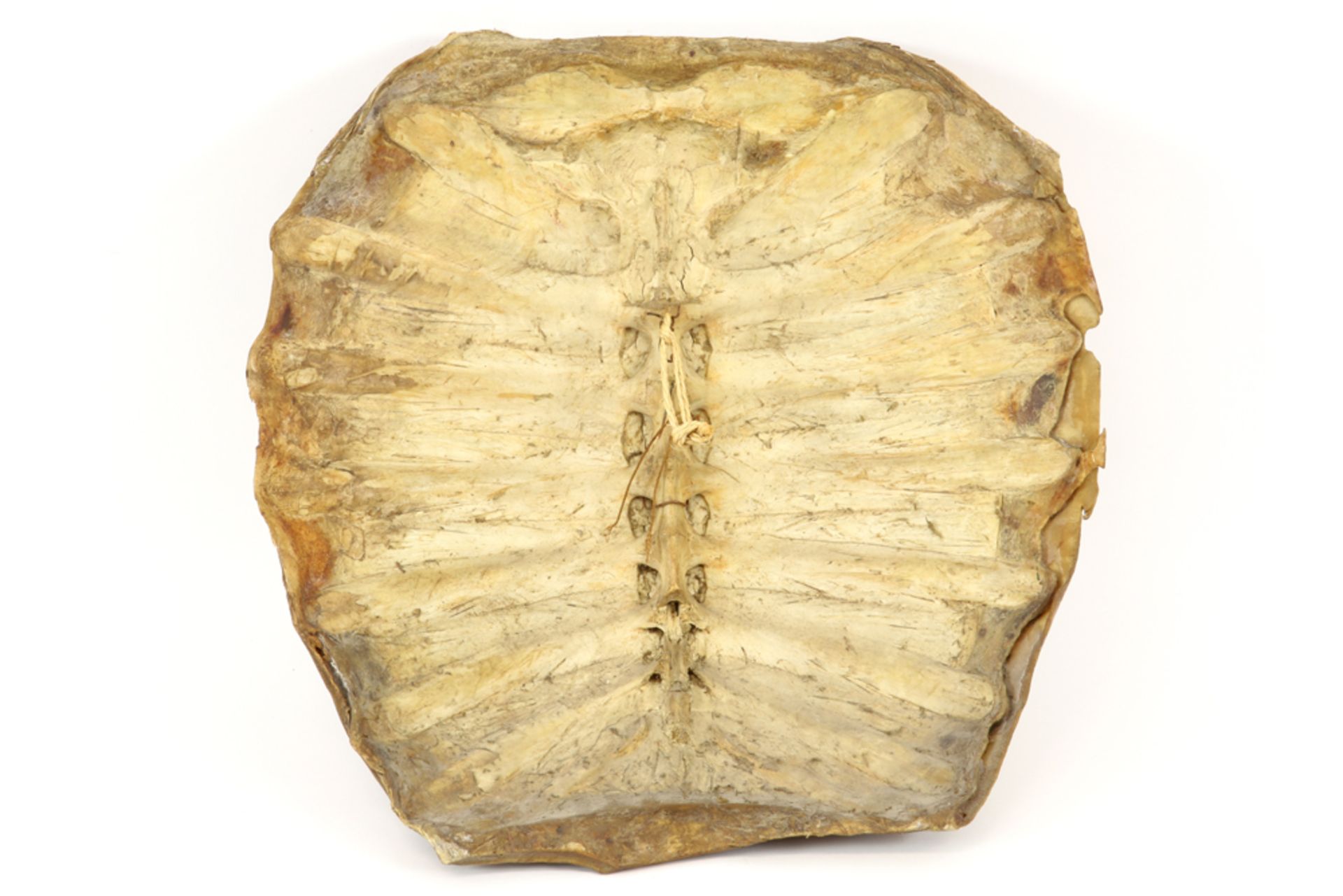 shell of a tortoiseshell || Schild van een schildpad - 43 x 42 cm - Image 2 of 3