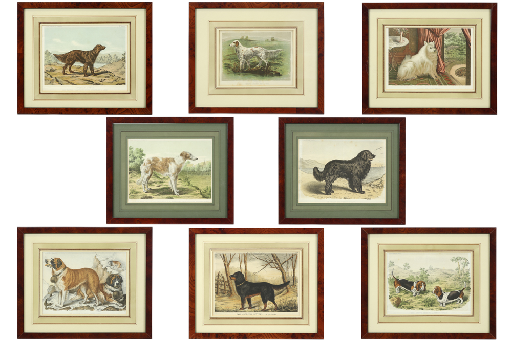 eight old prints in colors each with the depiction of a dog || Lot van acht oude kleurgravures