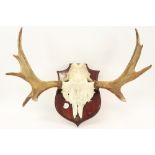 antlers of a deer || Gewei van een hert prov : veiling kasteel Paul De Grande