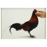 Koen Van Mechelen "Feeding Chicken" lambda print - signed on the back || VAN MECHELEN KOEN (°