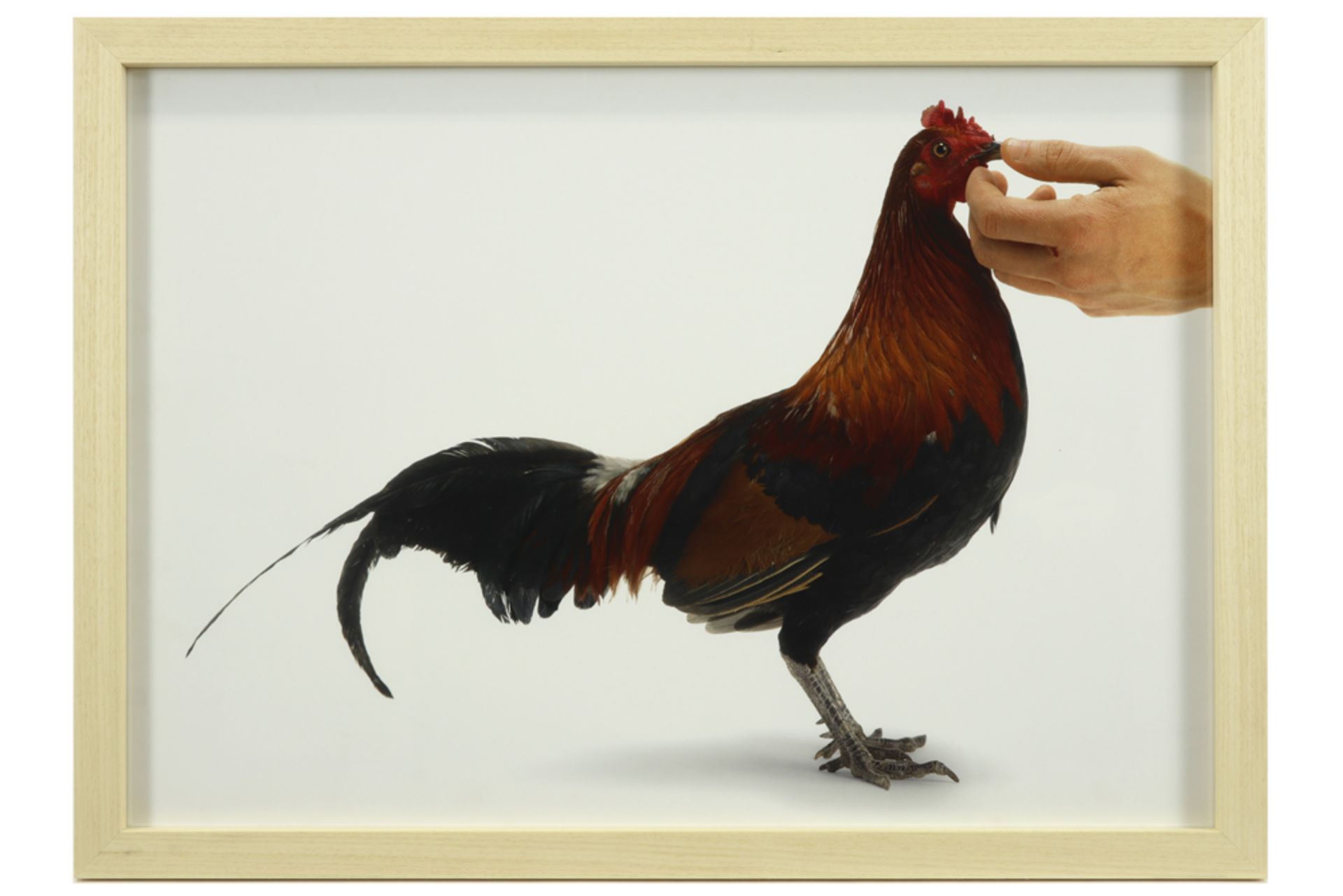 Koen Van Mechelen "Feeding Chicken" lambda print - signed on the back || VAN MECHELEN KOEN (° - Image 2 of 4