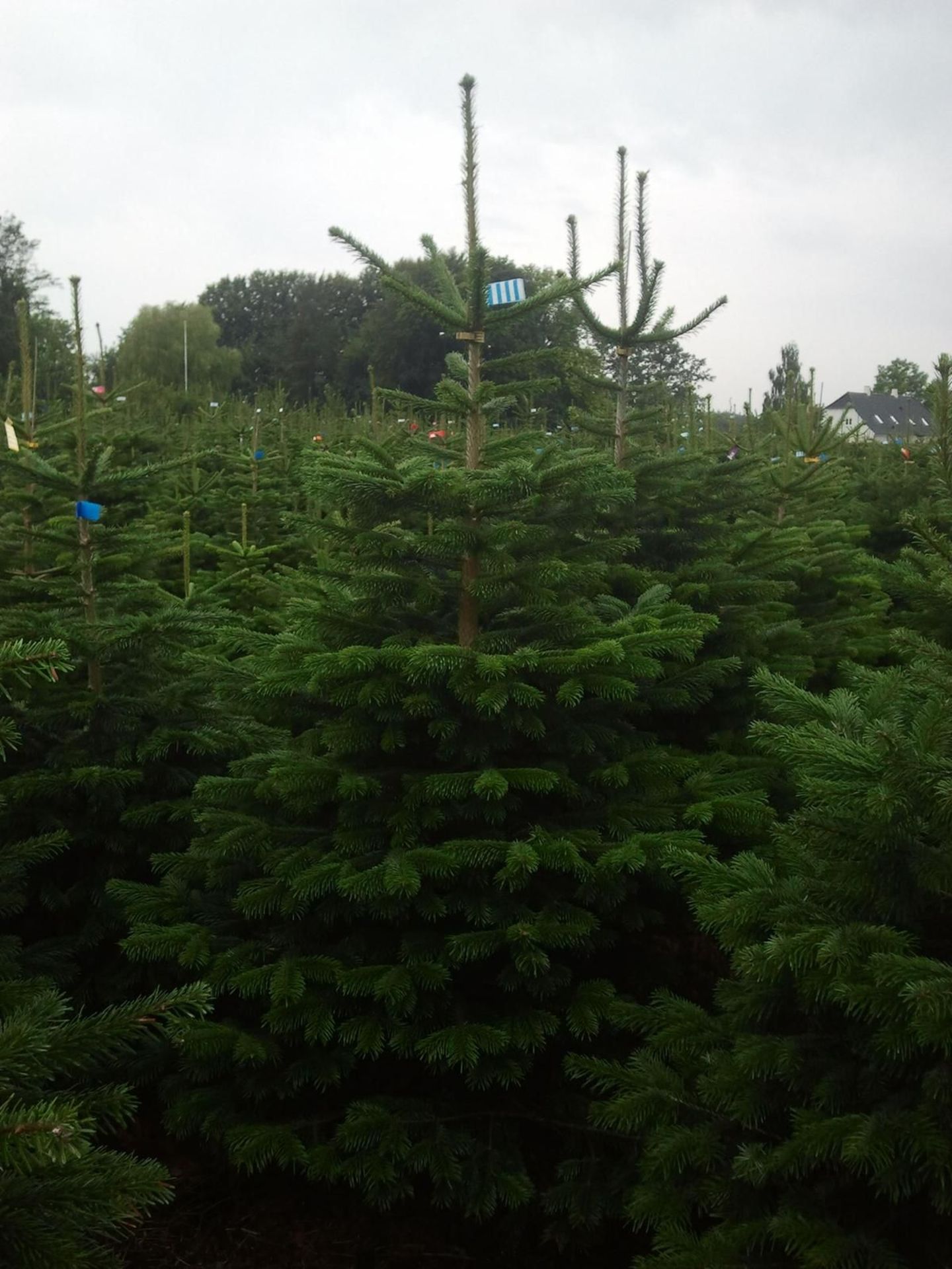25 x Christmas trees - Nordmann Fir Trees - Quality Christmas trees - Image 6 of 8