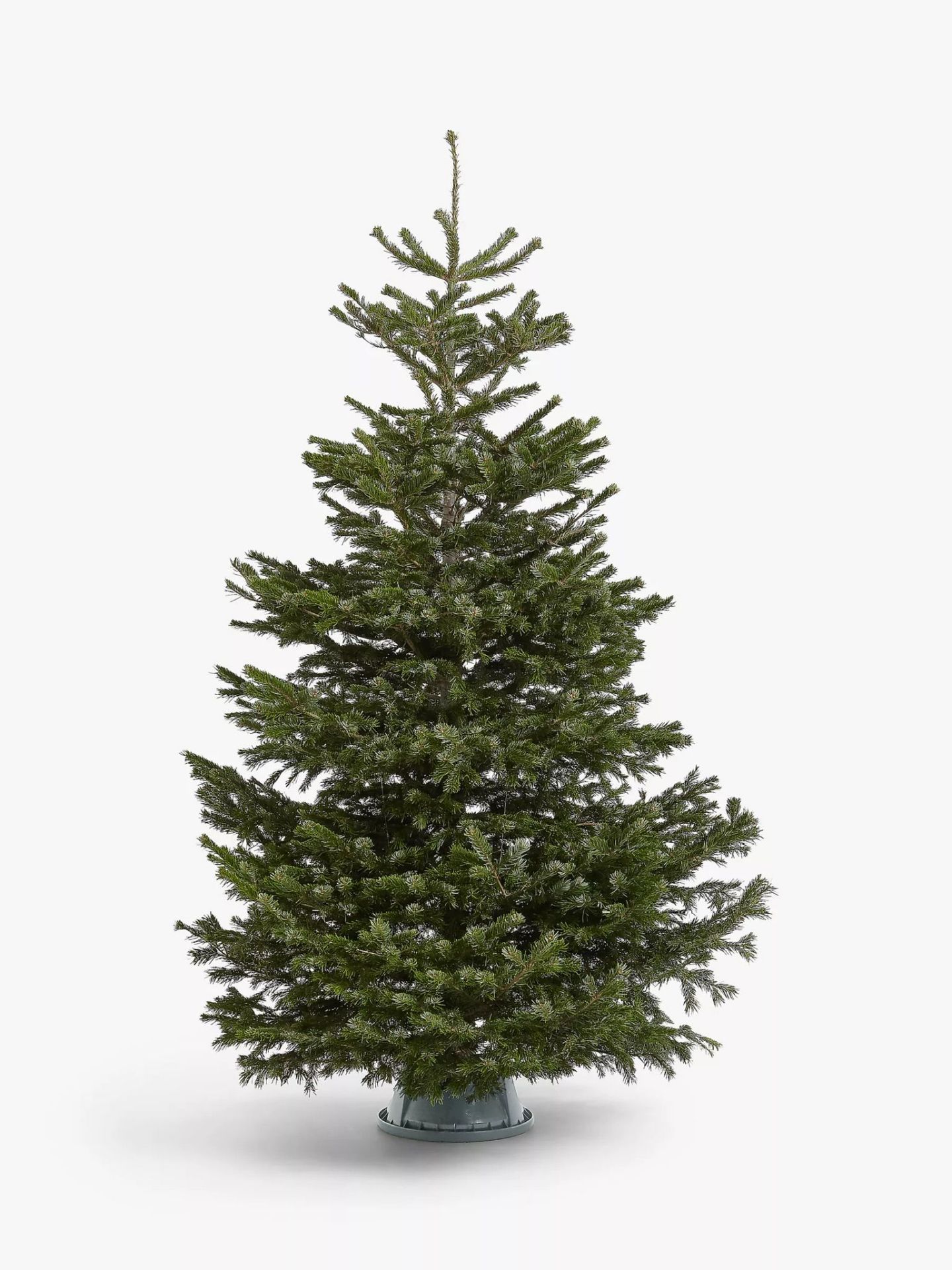 25 x Christmas trees - Nordmann Fir Trees - Quality Christmas trees