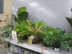 Qty of asstd artificial plants