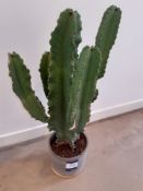 Large Cactus Plant