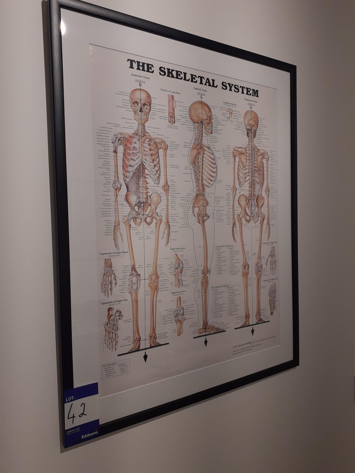 4 Framed Medical Prints - Image 3 of 4