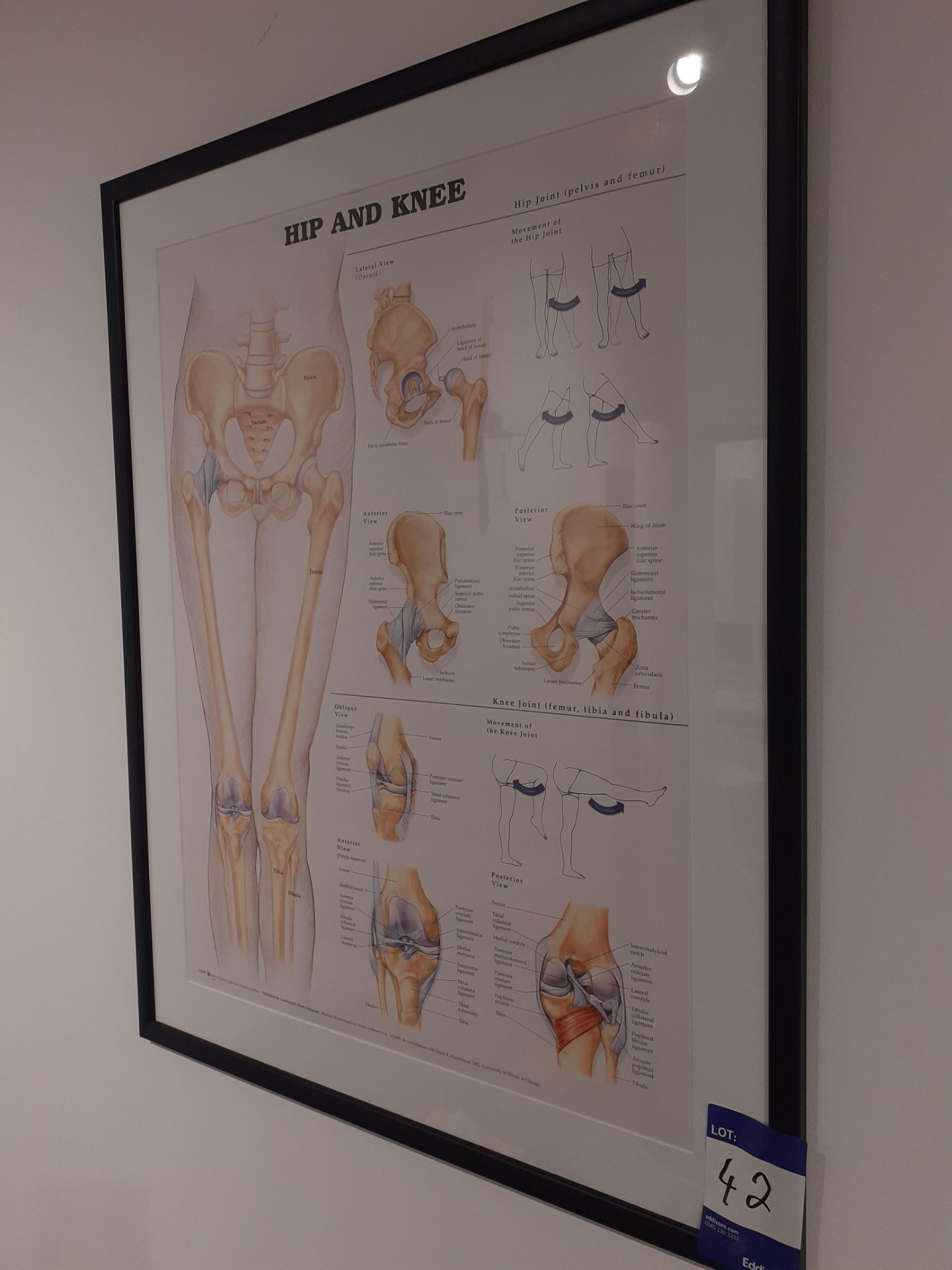 4 Framed Medical Prints - Image 4 of 4