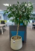 Artificial Office Tree to Resin Pot 2m(h)