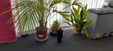 3 Various House Plants.