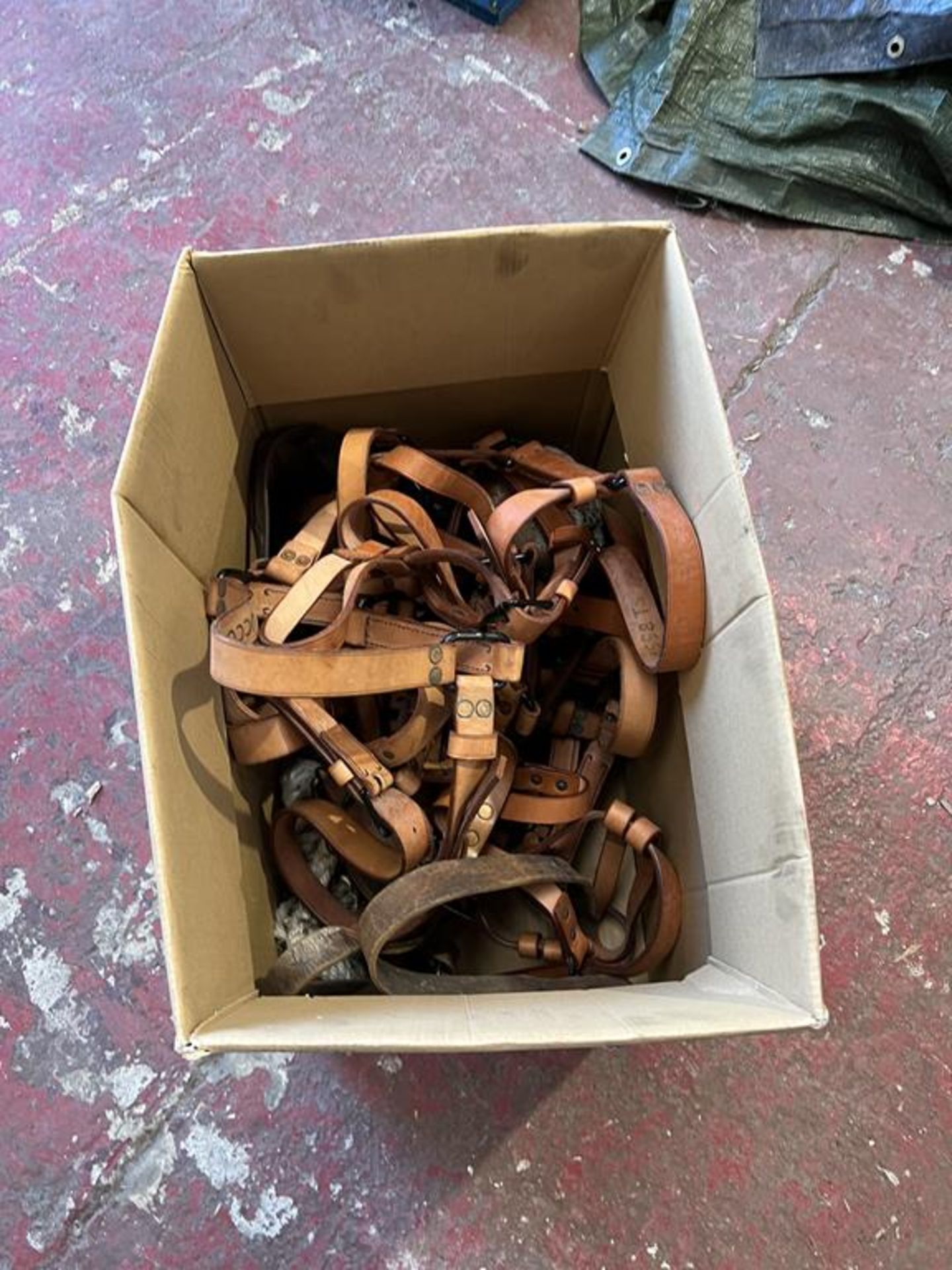 Box of 10 Leather Horse Collars (x8 new, x2 used) - Image 5 of 5