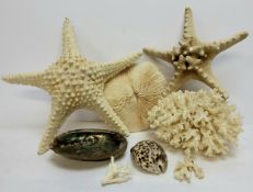 Natural History - A large starfish specimen 29cm wide, another and coral specimens
