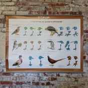 Natural history interest - four large mid twentieth century Bulgarian educational wall charts