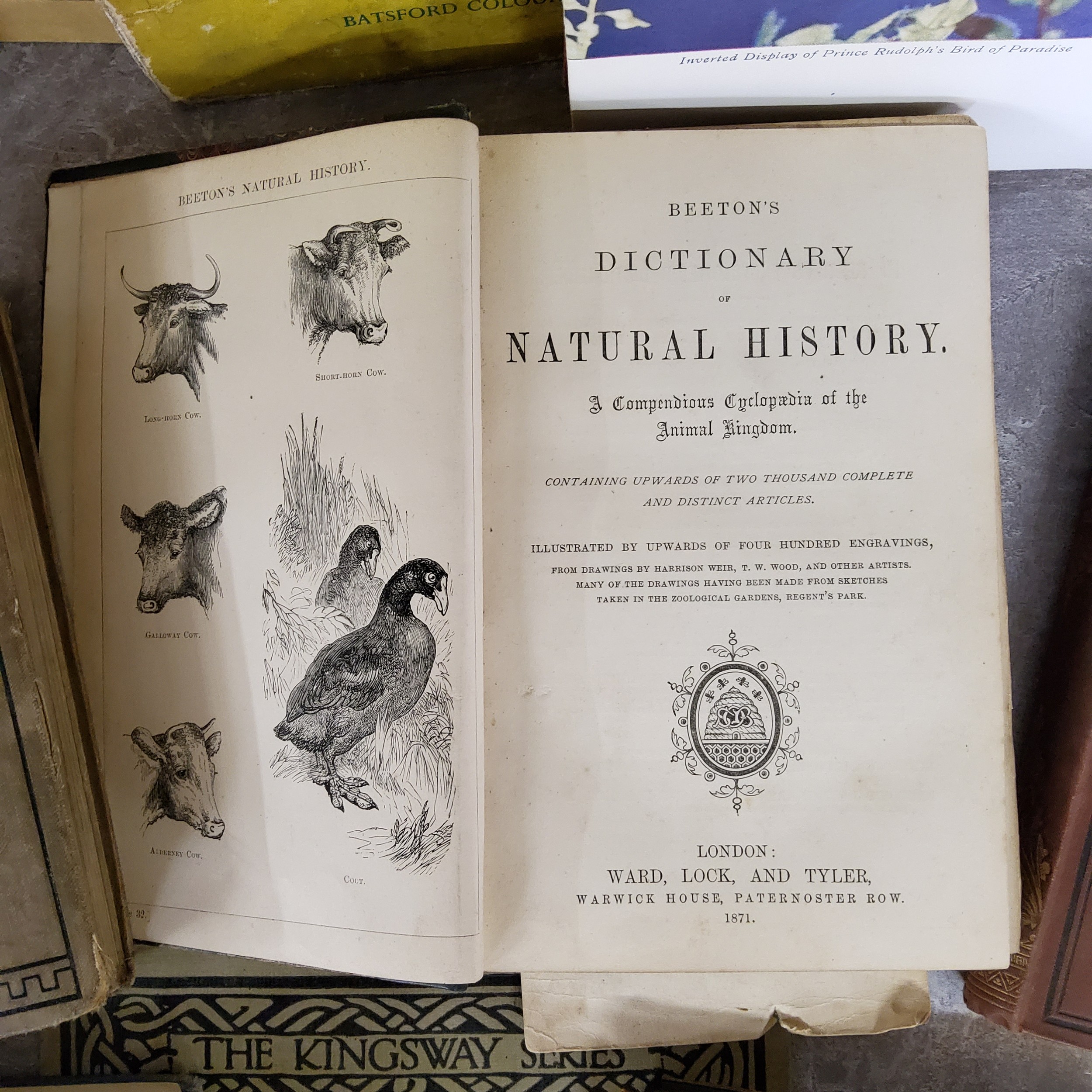 Books - Natural History - Beeton's Dictionary of Natural History; A Field Guide to the Birds of - Image 3 of 4