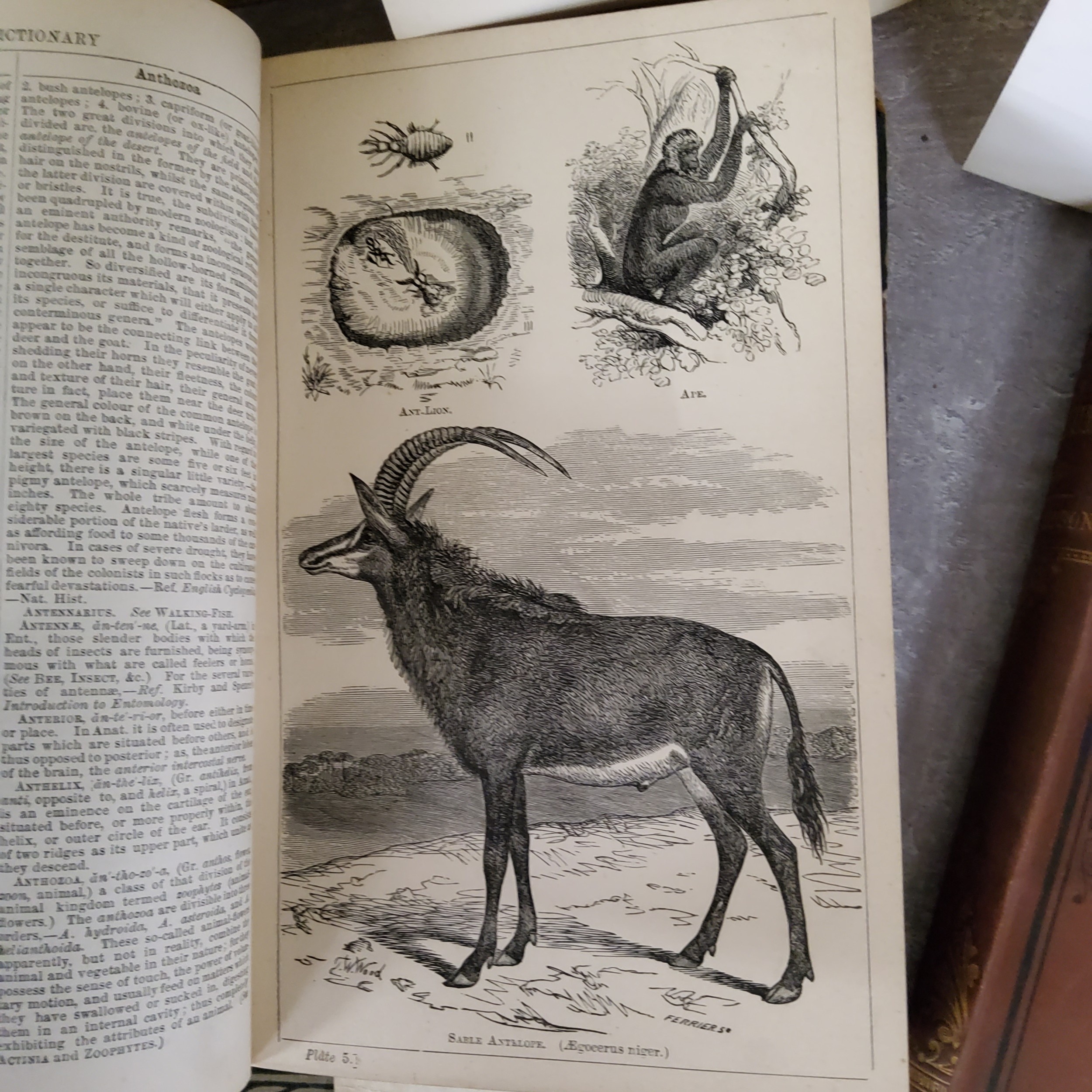 Books - Natural History - Beeton's Dictionary of Natural History; A Field Guide to the Birds of - Image 2 of 4