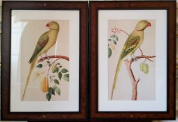Interior Design - A pair of ornithological prints of Parakeets, framed 47 x 28cms