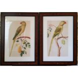 Interior Design - A pair of ornithological prints of Parakeets, framed 47 x 28cms