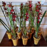 Ten artificial orchid plants in terracotta pots with stands