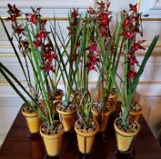 Ten artificial orchid plants in terracotta pots with stands