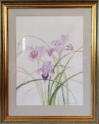 Gill Newman " Irises Hassop Hall " watercolour on paper, signed in pencil Gill Newman '90 29 x