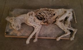 Macabre & Curiosity Interest - a very old petrified cat found up in the voids of the attic above the