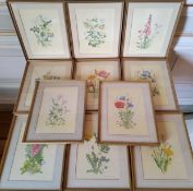 A set of eleven watercolours of wild flowers, D R Marshall, 25 x 17.5cms, framed