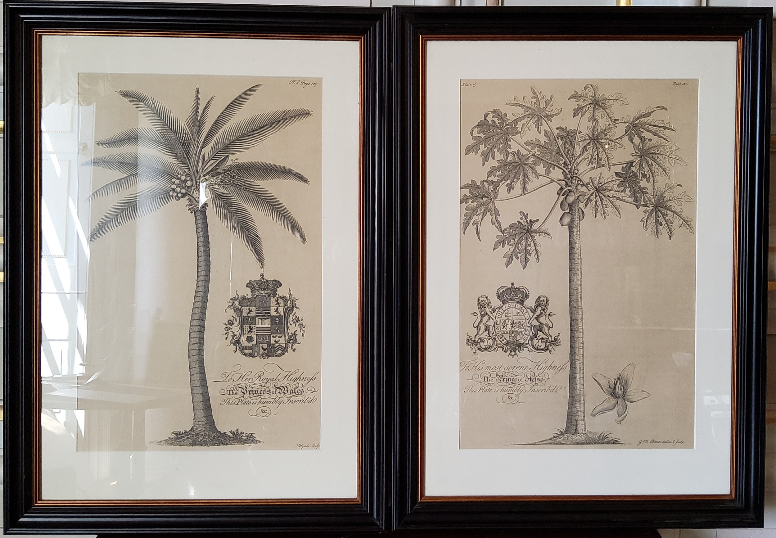 After Georg Dionysius Ehret a pair of botanical prints of plates taken from the Natural History of