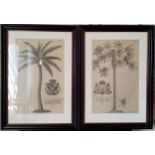 After Georg Dionysius Ehret a pair of botanical prints of plates taken from the Natural History of