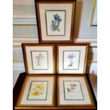 A set of five prints of botanical studies including Lilies, Poppies, Gentiana, Iris & Honeysuckle,