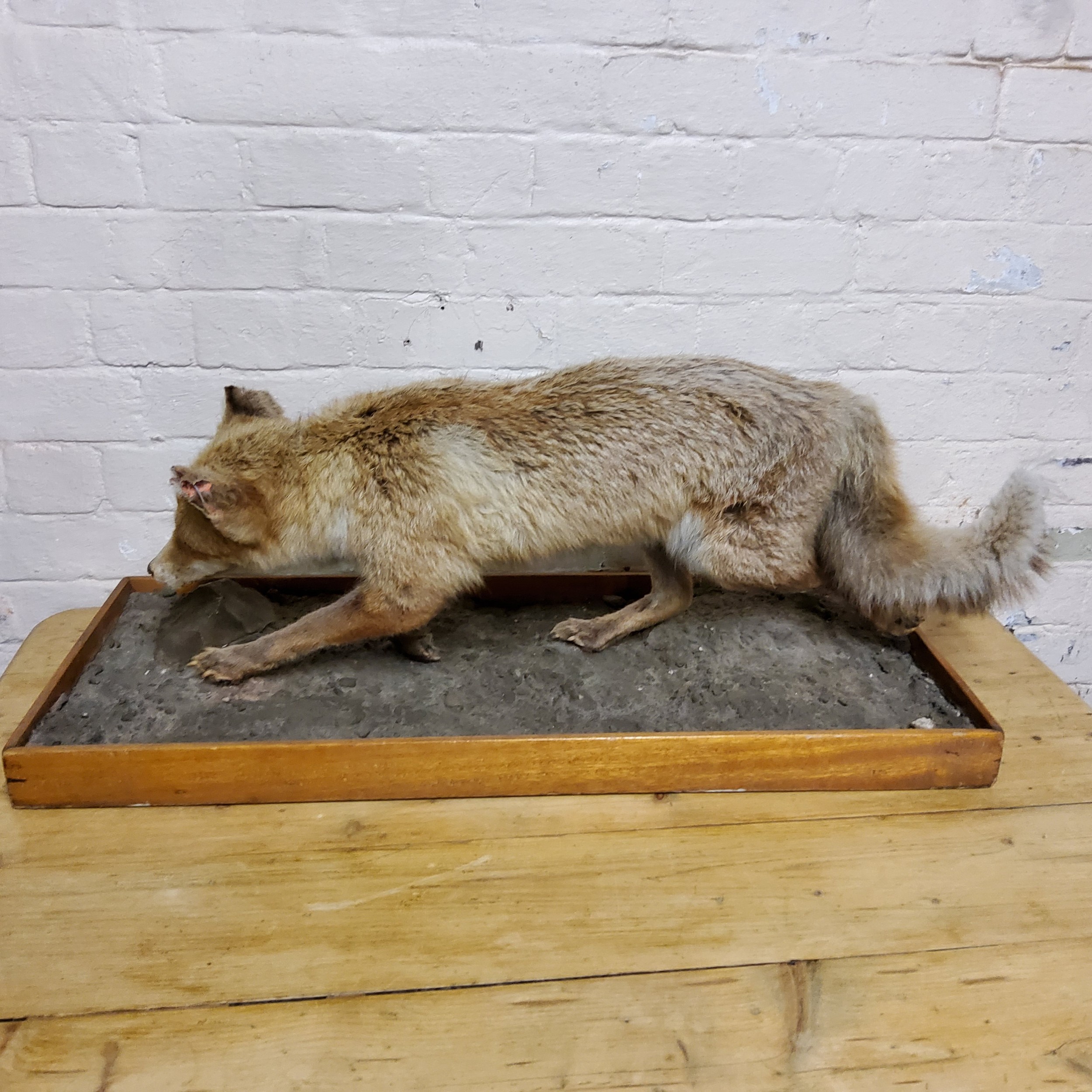 Taxidermy - a fox running on a naturalistic base - Image 2 of 2