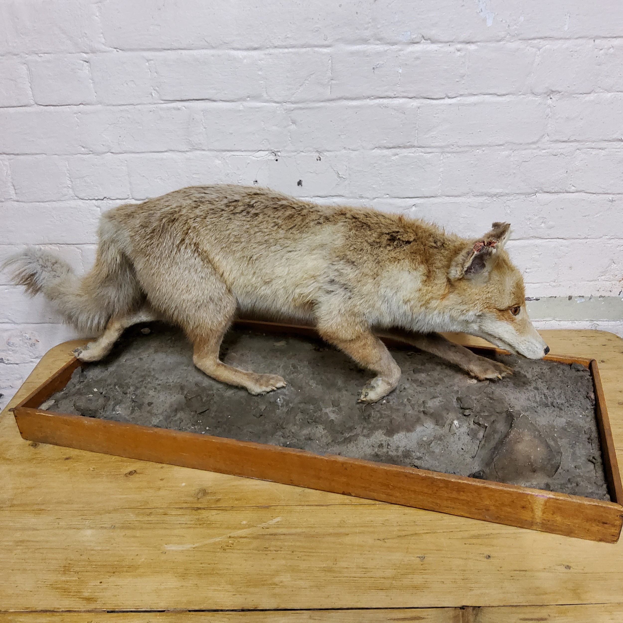 Taxidermy - a fox running on a naturalistic base
