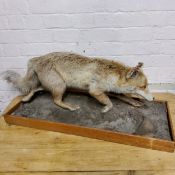 Taxidermy - a fox running on a naturalistic base