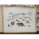 An interesting German school 'Schoolplaat Bijplaat Knaagdieren' Zoology educational aid depicting