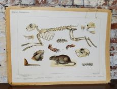 An interesting German school 'Schoolplaat Bijplaat Knaagdieren' Zoology educational aid depicting