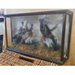 Taxidermy - a late Victorian / early 20th century cased taxidermy display of a male and juvenile