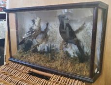 Taxidermy - a late Victorian / early 20th century cased taxidermy display of a male and juvenile