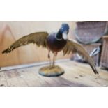 Taxidermy - a Mallard duck taking flight