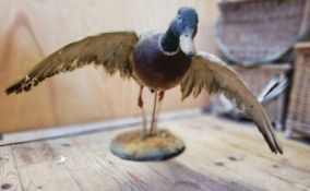 Taxidermy - a Mallard duck taking flight