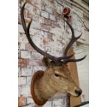 Taxidermy - a seven point red deer trophy mount