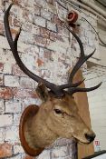 Taxidermy - a seven point red deer trophy mount