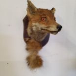 Taxidermy - a fox mask and tail trophy mount on a mahogany shield